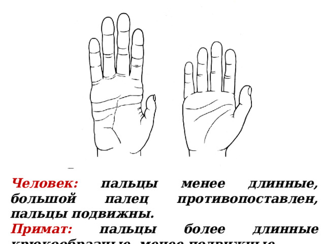 Человек: пальцы менее длинные, большой палец противопоставлен, пальцы подвижны. Примат: пальцы более длинные крюкообразные, менее подвижные. 