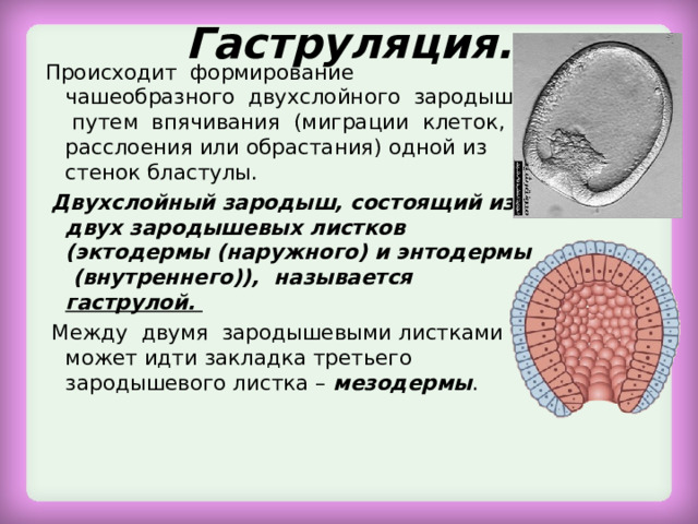 Гаструляция. Происходит формирование чашеобразного двухслойного зародыша путем впячивания (миграции клеток, расслоения или обрастания) одной из стенок бластулы.  Двухслойный зародыш, состоящий из двух зародышевых листков (эктодермы (наружного) и энтодермы (внутреннего)), называется гаструлой.  Между двумя зародышевыми листками может идти закладка третьего зародышевого листка – мезодермы . 