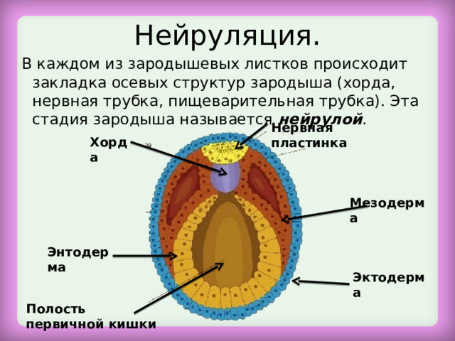 Нейруляция.  В каждом из зародышевых листков происходит закладка осевых структур зародыша (хорда, нервная трубка, пищеварительная трубка). Эта стадия зародыша называется нейрулой . Нервная пластинка Хорда Мезодерма Энтодерма Эктодерма Полость первичной кишки 