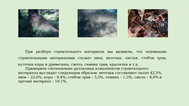 Презентация Муравьи - Биология - Презентации - 11 класс