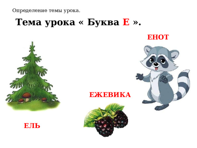 Определение темы урока. Тема урока « Буква Е ».  ЕНОТ ЕЖЕВИКА ЕЛЬ 