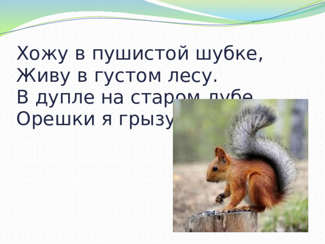Хожу в пушистой шубке,  Живу в густом лесу.  В дупле на старом дубе  Орешки я грызу 
