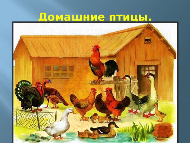 Домашние птицы. 