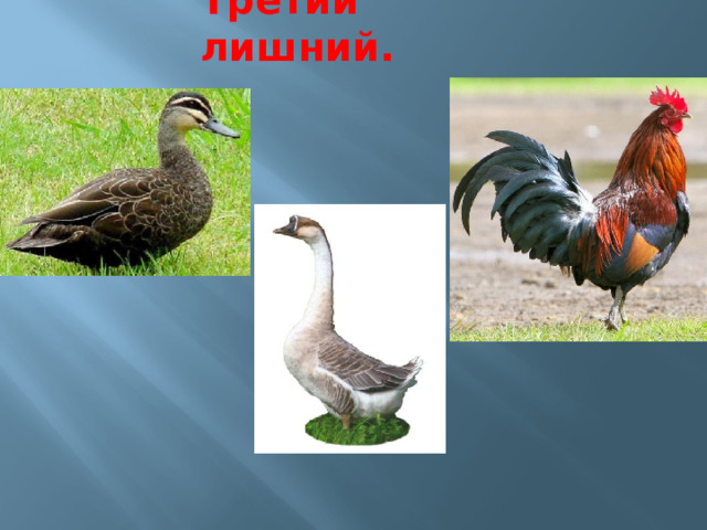Третий лишний. 