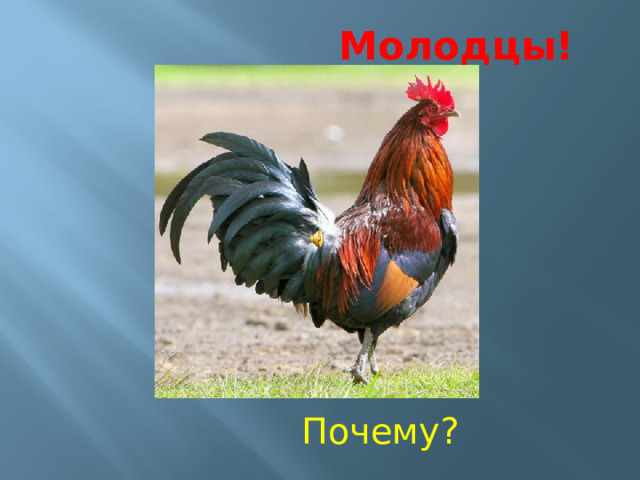  Молодцы!  Почему? 