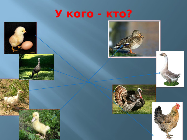 У кого - кто? 