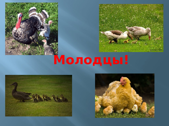 Молодцы! 