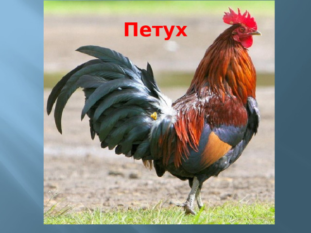 Петух  