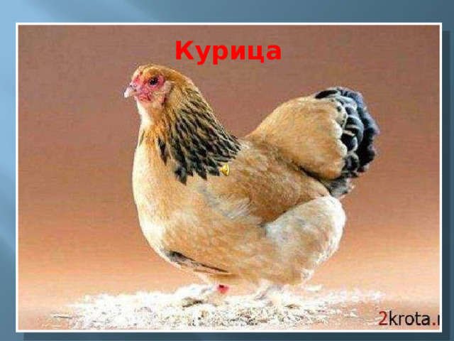 Курица 