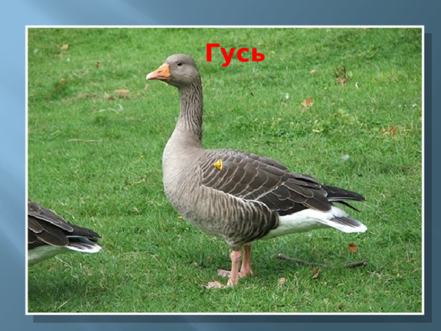  Гусь 