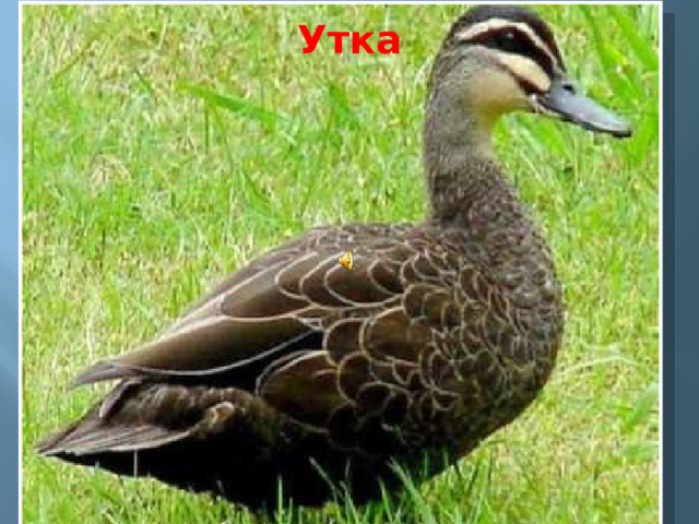 Утка 