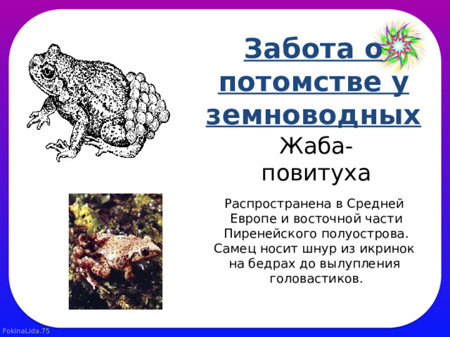 Забота о потомстве у земноводных. Жаба повитуха забота о потомстве. Внутреннее строение земноводных. Строение яйца земноводных.