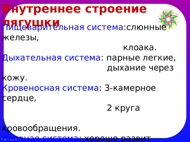 Внутреннее строение лягушки Пищеварительная система :слюнные железы,  клоака. Дыхательная система : парные легкие,  дыхание через кожу. Кровеносная система : 3-камерное сердце,  2 круга  кровообращения. Нервная система : хорошо развит передний  мозг, мозжечок недоразвит. Органы чувств : появляется среднее ухо,  хорошо развито обоняние. 