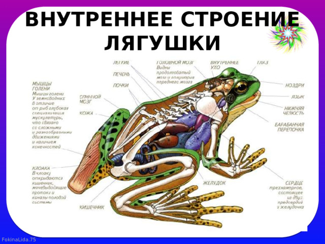 ВНУТРЕННЕЕ СТРОЕНИЕ ЛЯГУШКИ 