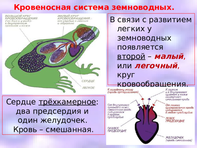 Кровеносная система земноводных. В связи с развитием легких у земноводных появляется второй –  малый ,  или  легочный ,  круг кровообращения . Сердце трёхкамерное : два предсердия и один желудочек.  Кровь – смешанная. 
