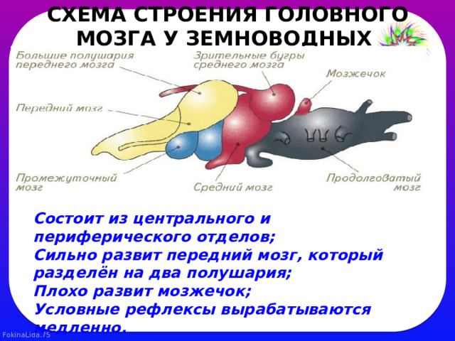 СХЕМА СТРОЕНИЯ ГОЛОВНОГО МОЗГА У ЗЕМНОВОДНЫХ   Состоит из центрального и периферического отделов; Сильно развит передний мозг, который разделён на два полушария; Плохо развит мозжечок; Условные рефлексы вырабатываются медленно. 