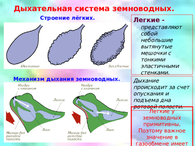 Дыхательная система земноводных. Строение лёгких. Легкие - представляют собой небольшие вытянутые мешочки с тонкими эластичными стенками. Механизм дыхания земноводных. Дыхание происходит за счет опускания и подъема дна ротовой полости. Легкие у земноводных примитивны, Поэтому важное значение в газообмене имеет  кожа.  