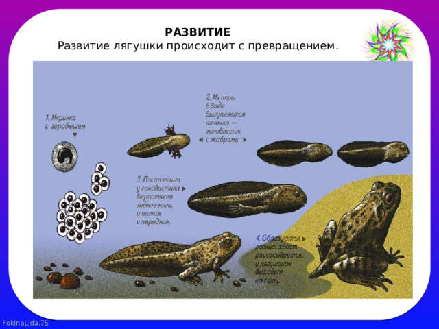 Земноводные видеоурок 7 класс