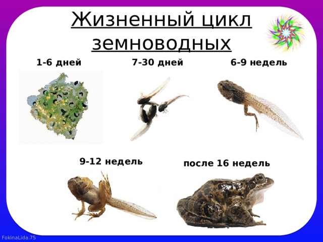 Жизненный цикл земноводных 1-6 дней  7-30 дней  6-9 недель  9-12 недель  после 16 недель  