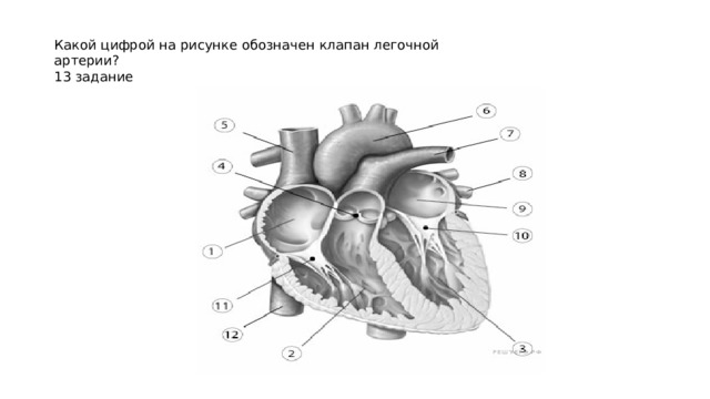 Какой цифрой на рисунке обозначен клапан легочной артерии?  13 задание 