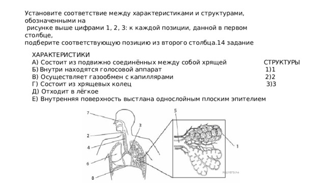 Установите соответствие между характеристиками и структурами, обозначенными на  рисунке выше цифрами 1, 2, 3: к каждой позиции, данной в первом столбце,  подберите соответствующую позицию из второго столбца.14 задание ХАРАКТЕРИСТИКИ А)  Состоит из подвижно соединённых между собой хрящей СТРУКТУРЫ Б) Внутри находятся голосовой аппарат 1)1 В)  Осуществляет газообмен с капиллярами 2)2 Г)  Состоит из хрящевых колец 3)3 Д)  Отходит в лёгкое Е)  Внутренняя поверхность выстлана однослойным плоским эпителием 