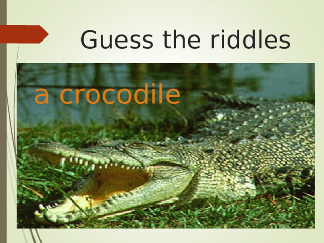 Guess the riddles a crocodile  
