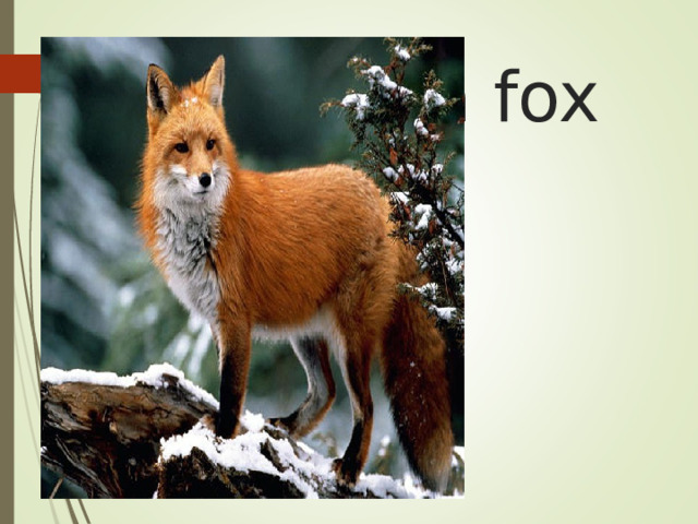 a fox 