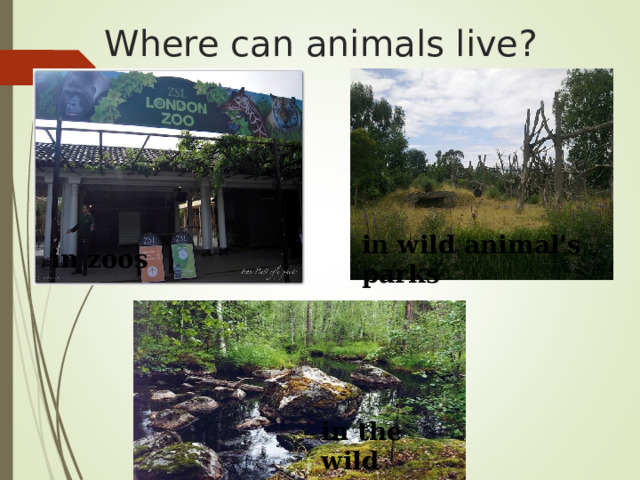 Where can animals live?  in wild animal's parks   in zoos  in the wild  