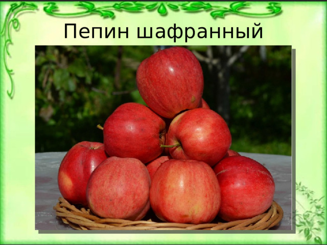 Пепин шафранный 