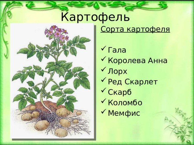Картофель Сорта картофеля Гала Королева Анна Лорх Ред Скарлет Скарб Коломбо Мемфис 