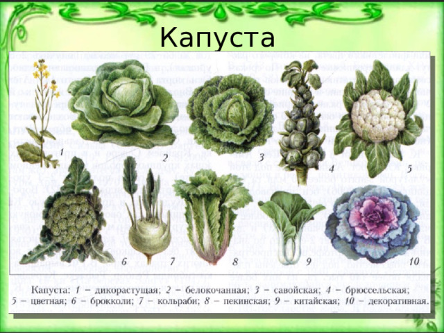 Капуста 