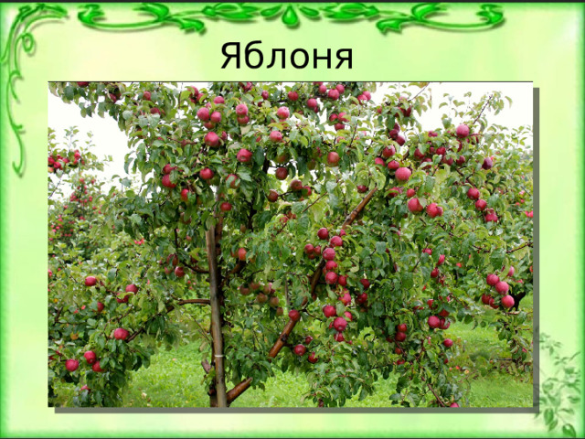 Яблоня 