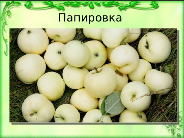 Папировка 