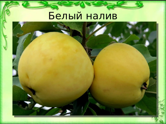 Белый налив 
