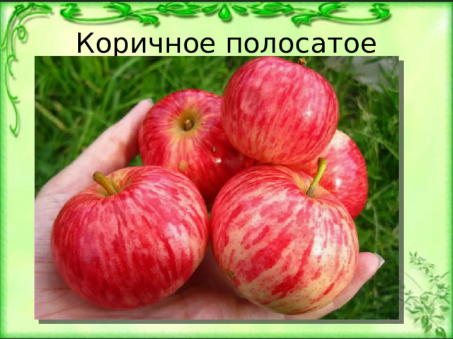 Коричное полосатое 