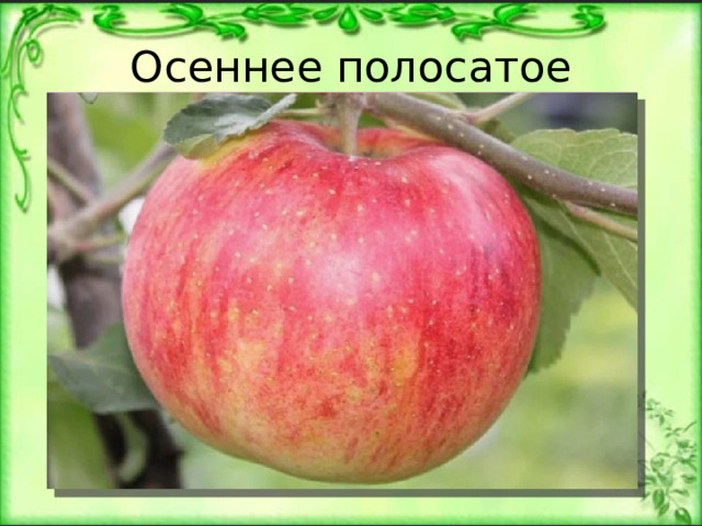 Осеннее полосатое 