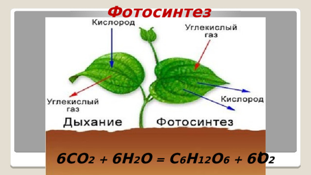 Фотосинтез  6CO 2 + 6H 2 O = C 6 H 12 O 6 + 6O 2 