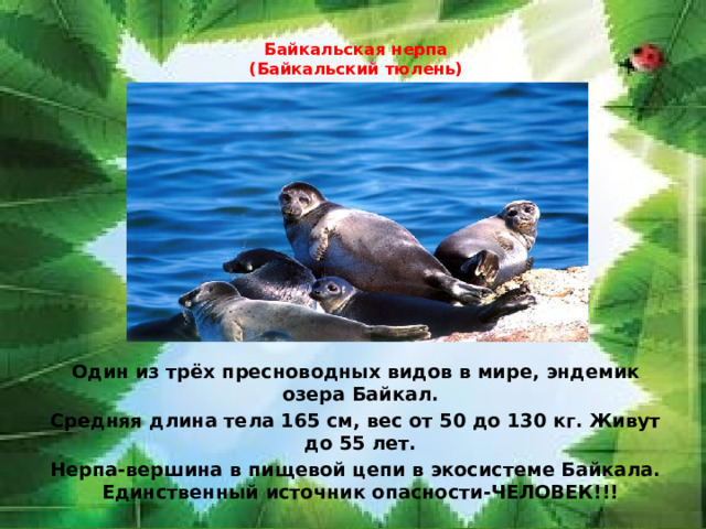  Байкальская нерпа  (Байкальский тюлень)              Один из трёх пресноводных видов в мире, эндемик озера Байкал. Средняя длина тела 165 см, вес от 50 до 130 кг. Живут до 55 лет. Нерпа-вершина в пищевой цепи в экосистеме Байкала. Единственный источник опасности-ЧЕЛОВЕК!!! 