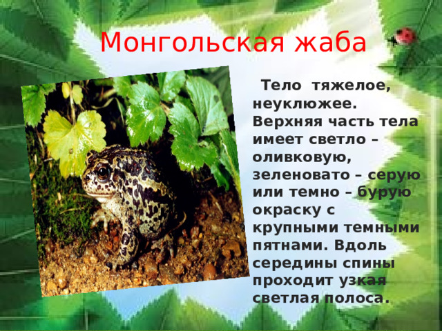  Монгольская жаба  Тело тяжелое, неуклюжее. Верхняя часть тела имеет светло – оливковую, зеленовато – серую или темно – бурую окраску с крупными темными пятнами. Вдоль середины спины проходит узкая светлая полоса. 