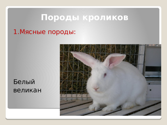 Породы кроликов 1.Мясные породы: Белый великан 