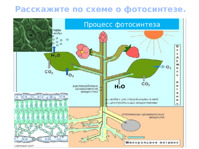 Расскажите по схеме о фотосинтезе. Процесс фотосинтеза пары H₂O 