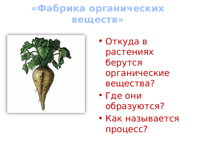 «Фабрика органических веществ» Откуда в растениях берутся органические вещества? Где они образуются? Как называется процесс? 