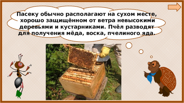 Пасеку обычно располагают на сухом месте,  хорошо защищённом от ветра невысокими деревьями и кустарниками. Пчёл разводят для получения мёда, воска, пчелиного яда. 