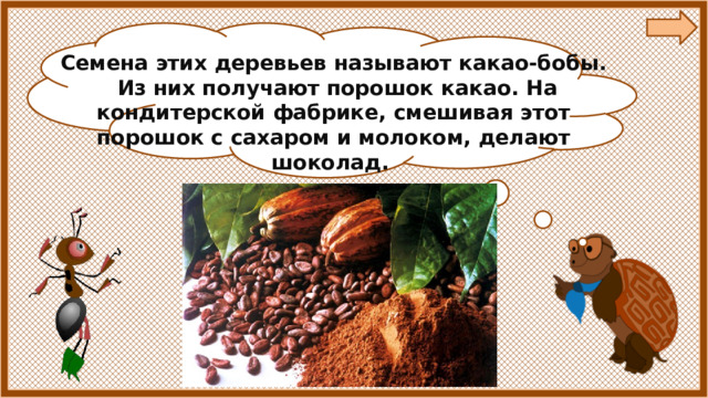 Семена этих деревьев называют какао-бобы.  Из них получают порошок какао. На кондитерской фабрике, смешивая этот порошок с сахаром и молоком, делают шоколад. 