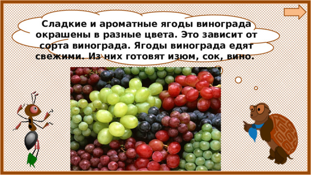 Сладкие и ароматные ягоды винограда окрашены в разные цвета. Это зависит от сорта винограда. Ягоды винограда едят свежими. Из них готовят изюм, сок, вино. 