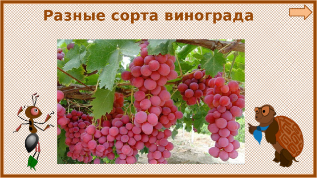 Разные сорта винограда 
