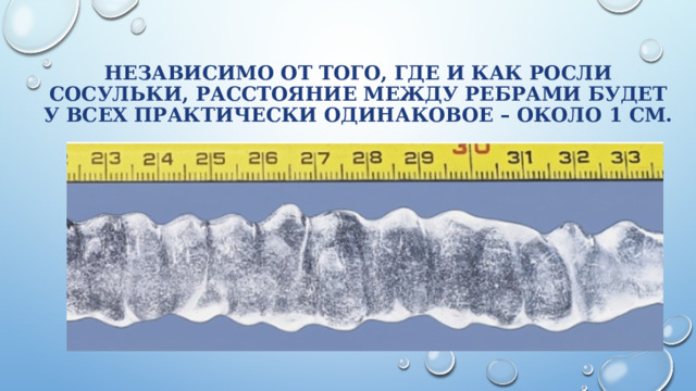 Независимо от того, где и как росли сосульки, расстояние между ребрами будет у всех практически одинаковое – около 1 см. 