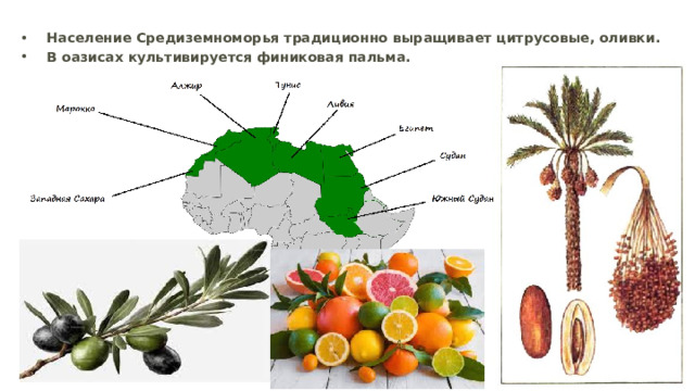 Население Средиземноморья традиционно выращивает цитрусовые, оливки. В оазисах культивируется финиковая пальма. 