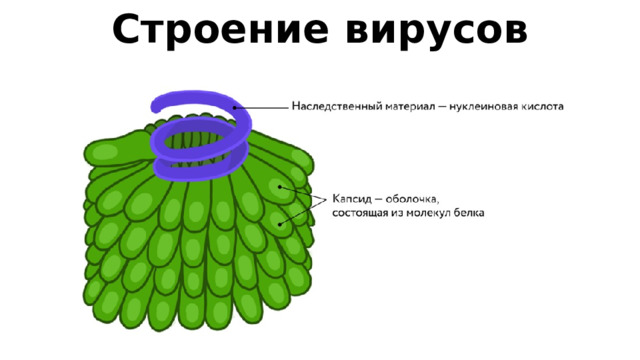 Строение вирусов   Вирусы не имеют клеточного строения Самые просто устроенные вирусные частицы —  вирионы  — представляют собой молекулы наследственного материала, заключённые в белковую оболочку.  Наследственный материал — это молекулы нуклеиновых кислот, в структуре которых содержится информация о строении вирусной частицы. Оболочку вируса, построенную из белковых молекул, называют  капсидом .  Некоторые вирусы устроены сложнее: поверх капсида у них есть дополнительная оболочка — суперкапсид. Но и такие вирусы не имеют клеточного строения.  