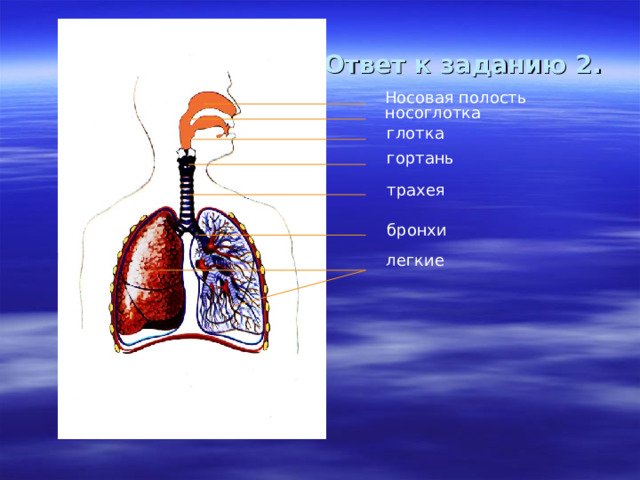 Ответ к заданию 2. Носовая полость носоглотка глотка гортань трахея бронхи легкие 